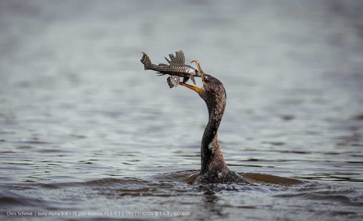 Aparat cyfrowy Sony A9 III + FE 300mm F2.8 GM OSS6 Aparat cyfrowy Sony A9 III + FE 300mm F2.8 GM OSS6