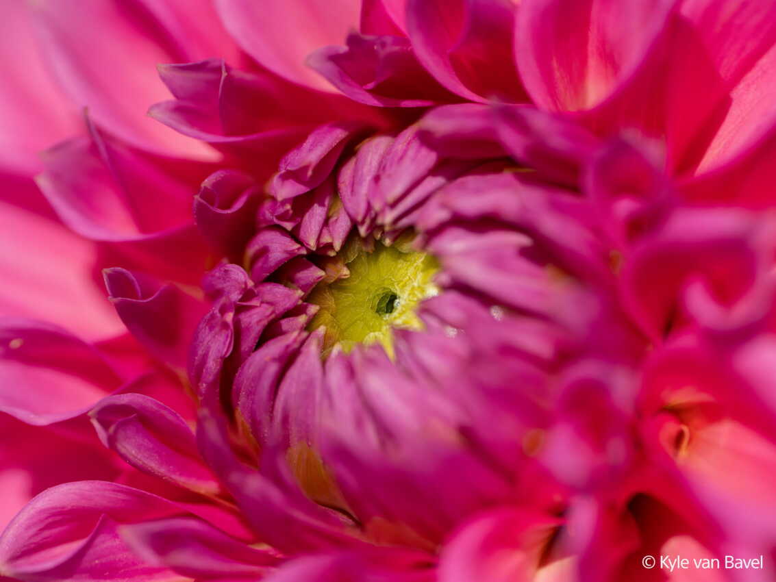 Obiektyw Sony FE 100mm f/2.8 Macro GM OSS - SEL100M28GM5 Obiektyw Sony FE 100mm f/2.8 Macro GM OSS - SEL100M28GM5