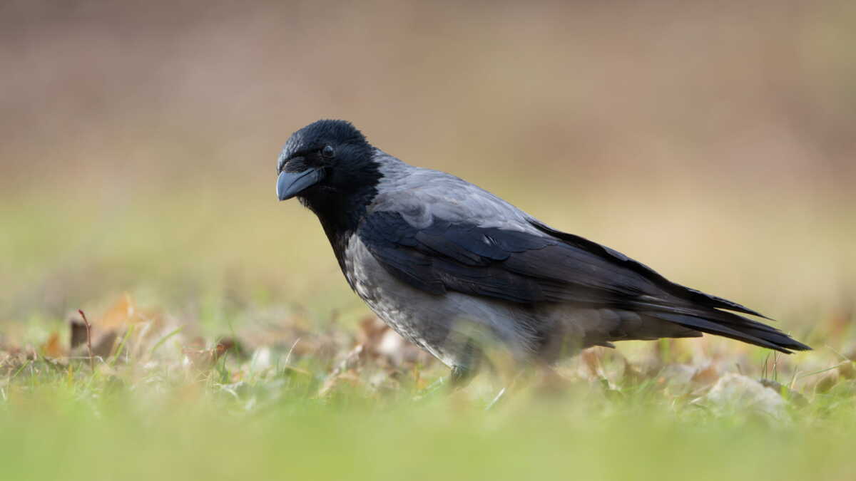 Obiektyw Sony FE 400-800mm f/6.3-8 G OSS - SEL400800G6 Obiektyw Sony FE 400-800mm f/6.3-8 G OSS - SEL400800G6