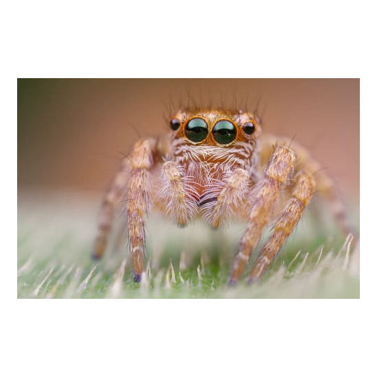 Obiektyw Venus Optics Laowa 25 mm f/2,8 Ultra Macro do Sony E9 Obiektyw Venus Optics Laowa 25 mm f/2,8 Ultra Macro do Sony E9