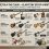 Sprzęt The Clash — Telecaster Strummera i Precision Simonona
